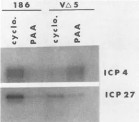 TABLE 4. Quantitation of ICP4 mRNA generated by VAS andHSV-2 strain 186 in the presence of two drugs