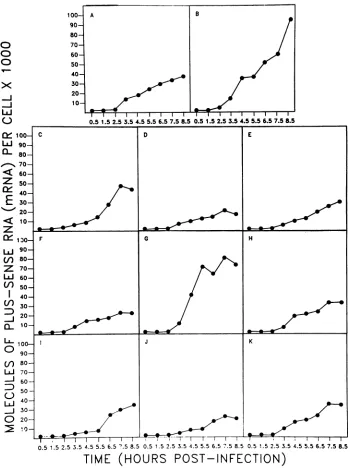 FIG. 2.duringas molecules Accumulation of mRNA. The figure shows the accumulation of plus-sense (mRNA) strands for the 11 rotavirus genes occurring a single-step growth experiment carried out as described in Materials and Methods