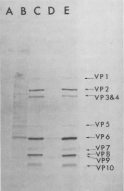 FIG.3.gradientandsynthesis.labeleduntreatedpostinfection;hmin after Selective transcription in the absence of host cell protein Infected cells treated with cycloheximide were pulse- for 15 min at 6.5 h postinfection as described in Materials Methods
