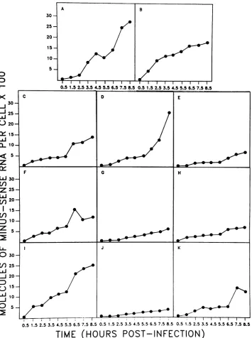 FIG. 4.growthRNA Accumulation of minus-sense RNA. The figure shows the accumulation of minus-sense RNA strands occurring in a single-step curve carried out as described in Materials and Methods