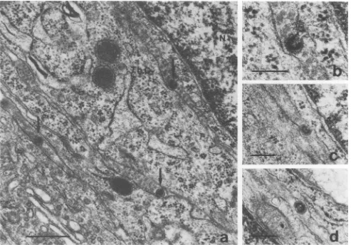 FIG. 4.thecalincells. the (a) Production of virus by thecal cells from the ovary of inoculated SWR/J females