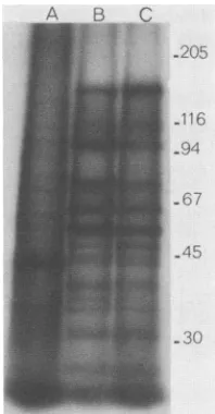 FIG.1.transferredandkinetics. Production of infectious virus by A44ts+ and A44ts2 at permissive and nonpermissive temperatures