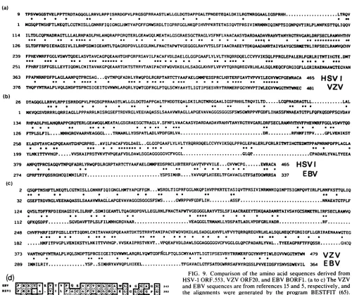 FIG. 9.andtheofopenbyAsteriskstheof=HiSV-1 E). maximum the Comparison of the amino acid sequences derived from ORF.553, VZV ORF20, and EBV BORF1