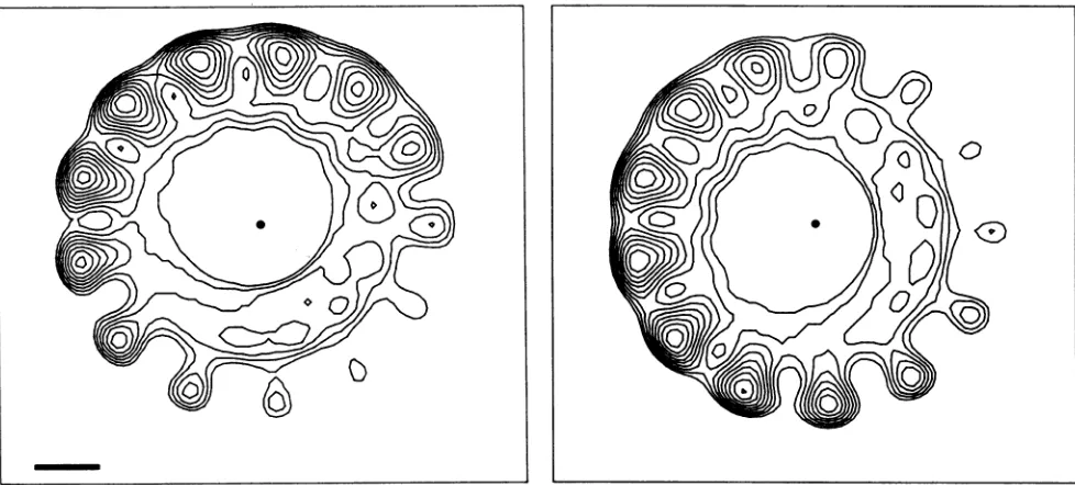 FIG. 8.Thetheaxis. Two slices, perpendicular to the filament axis, of the three-dimensional reconstruction shown in Fig