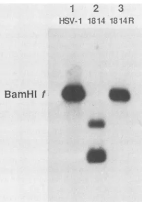 FIG.2.ofandin1814to nitrocellulose, HSV-1 Structure of the in1814 genome. Wt HSV-1 (lane 1), (lane 2), or 1814R (lane 3) DNA was cleaved with BamHI, the fragments were separated on a 1.5% agarose gel, transferred and hybridized to 32P-labeled pMC17