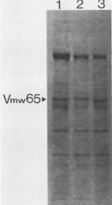 TABLE 1. Titration of wt HSV-1, in1814, and 1814Ron BHK and HFL cells