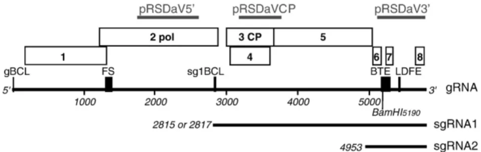 Fig. 2. Northern hybridization analysis of double-stranded RSDaV RNAs from infected plant tissue