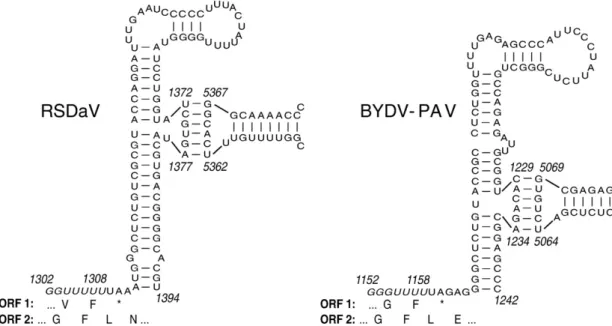 Fig. 3. Predicted 5 ′ ends of RSDaV sgRNA1 and sgRNA2. A. Alignment of 5′