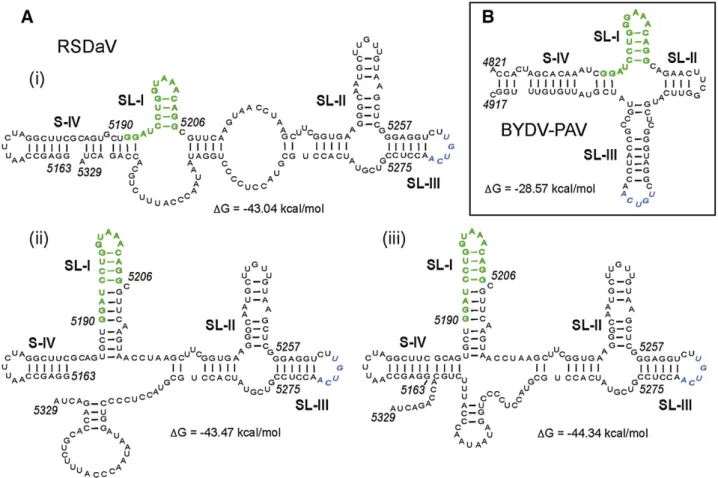 Fig. 5. Predicted secondary structures of the RSDaV BTE compared with the known structure of the BYDV BTE (boxed in B)