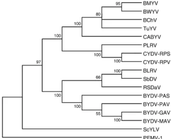 Fig. 6. Phylogenetic relationship between the RSDaV complete genome nucleotide sequence compared with other members of the family Luteoviridae.