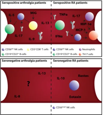 Figure 1 Schematic overview of different immune processes in blood during the development of RA