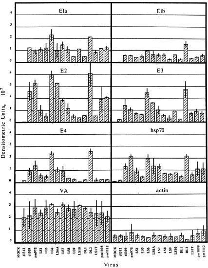 FIG. 3.dataindicates Graph of numerical data from densitometry of autoradiograms of transcription assays in isolated nuclei shown in Fig