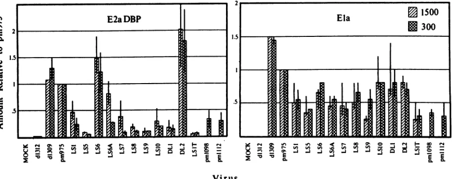 FIG. 4.forparticlescell. Comparison of accumulation of Ela proteins and E2a DBP in wild-type- and mutant-infected cells at 8 h postinfection with 300 per cell and 6 h postinfection with 1,500 particles per cell