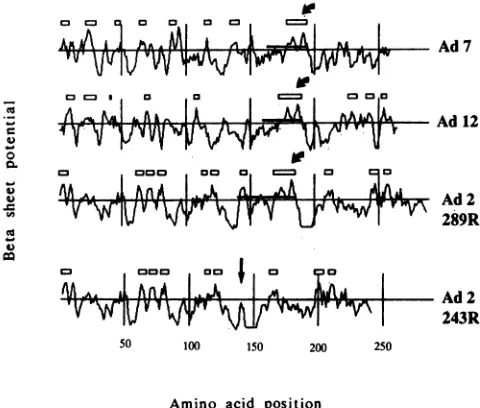 FIG.6.ofAd2.eachproteinspotentialElaposition the Computer analysis of p-sheet potential in the large Ela of divergent adenovirus serotypes and the 243R protein of Boxes above each graph indicate sequences with calculated sufficient to predict p-sheet forma