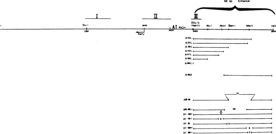 FIG. 2.transfectioncoprobedplasmidplasmidBothnonreplicativestandard Replication of plasmids containing multiple- and single-enhancer repeats