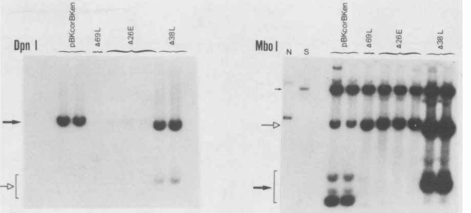 FIG. 4.replicativetransfected Replication of BKV origin plasmids with deletions and insertions in the BKV enhancer