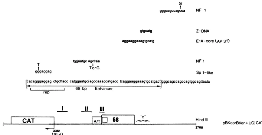 FIG. 8.NF1representsstretch Diagram of BKV enhancer landmarks and specific point mutations
