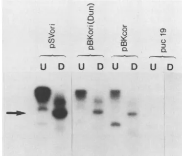 FIG. 9.thedepictedduplicate.transfectednonreplicativeSoutherninmutations Fig. Replication of BKV origin plasmids containing point in the enhancer