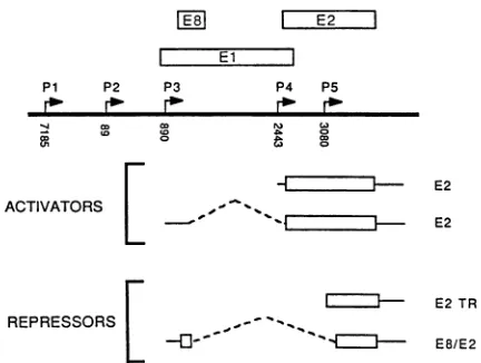 FIG. 9.transactivatorandfordifferentregions;abilitycourt(thisshowsshown.repressorwhichsequences Summary of the transcription units expressing the E2 and repressor genes in BPV-1