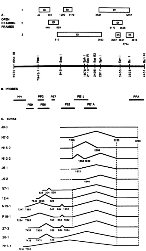 Fig. 1B, the precise BPV-1 nucleotide positions are given.Previous RNA mapping experiments indicated that a BPVmRNA exists which contains an exon encoded by a 5'