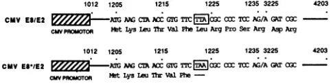 FIG. 5.uniformlyRNAbetweenorRNasemarkers2BPV x from RNase protection mapping of P3 transcripts