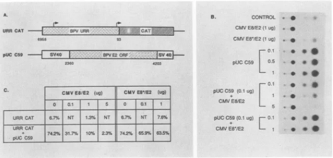 FIG. 7.ThewereC59resultsasNot the Inhibition of E2 trans activity by the E8/E2 repressor
