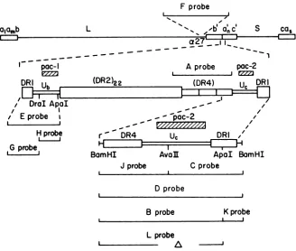 FIG.1.generatedtheofarrangementfragment,fromLunique58-bpwereaspreviously and shown; the Schematic diagram of the sequence arrangements in the HSV-1 genome and in the a sequence and the position in the genome of DNA probes used in this study