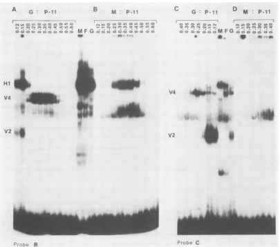 FIG. 3.fragmentsactivitycolumn.chromatographicphosphatase,nuclearHSV-2(G)-infected Autoradiographic images of labeled DNA-protein complexes electrophoretically separated in nondenaturing gels