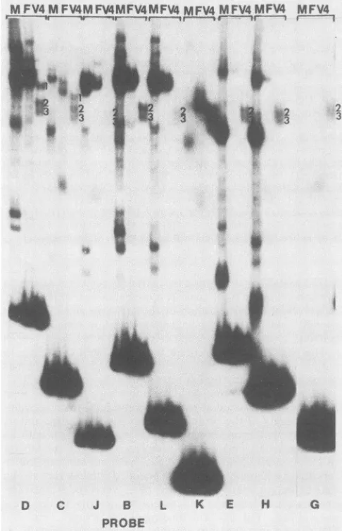 TABLE 1. Correlation of susceptibility to cleavage with the formation of sequence-specific complexes