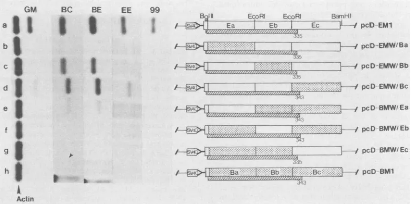FIG.i......placedEqualM-BC,byproteins,uCi 9. Effects of Biken mutations on chimeric M proteins expressed in vivo