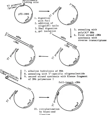 FIG.1. Simple method for selective cloning of expressible full-length cDNAs from specific genes (see Materials and Methods).