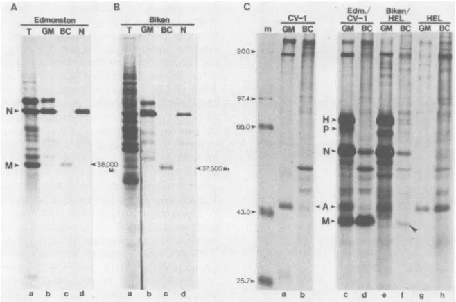 FIG. 3.polyacrylamide).(laneswithinpolyacrylamide)cellsimmunoprecipitated Putative Biken M protein detected in vitro and in vivo