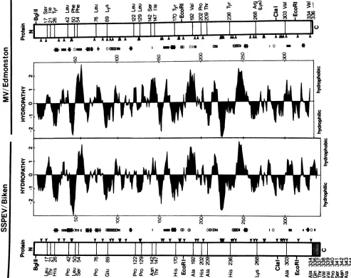 FIG. 5.and(COMM),aEdmonston GenePro Predicted hydropathy and secondary structure of the Biken M protein