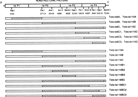 FIG.1.according(22)arereplacedNontranslated Construction of hybrid genomes. A schematic of the nonstructural-protein-coding region of Sindbis virus cDNA clone TotollOl is shown together with a number of restriction sites and their positions (nt) in the Sin