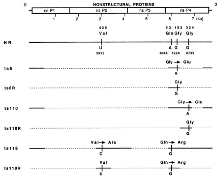 FIG. 2.andareWheresequencing Localization of ts mutations. A schematic of the nonstructural-protein-coding region of Sindbis virus is shown
