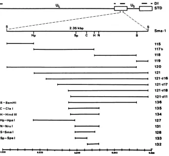 FIG.1.inenlargedconstructionleft. EHV-1 Restriction enzyme cleavage map and subcloning of the Sma-1 fragment