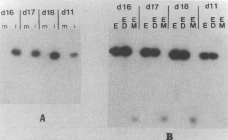 FIG.BindigestedagaroseDeletionsinfected;pAT153(EM)15 Materials ,ug) 5. Origin analysis of BAL 31 deletion constructs of pl-121