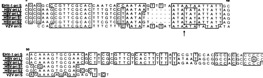 FIG. 7.pairsandreplicationareaEHV-1bysequencing DNA sequence and genomic location of the EHV-1 origin