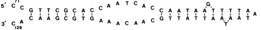 FIG. 9.ofmaximal potential Hypothetical stem-and-loop structure for EHV-1 oriS. Shown is the stem-and-loop structure that can be drawn in the area of homology between the EHV-1 oris and the human herpesvirus lytic origins of replication: bp 71 to 129