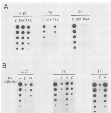 Fig. 1Strikingly,(10 and 2, neither IFN-a nor IFN-y at low concentrations U/ml) prevented the appearance of HSV-1 late proteins