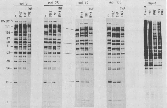 FIG. 5.extractedTKandviralHSV-1 Synergistic effect of IFN--y and TNF on the replication of DNA