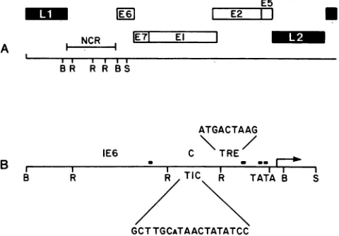 FIG. by othersXC representsV-1 TIC,thenduction (24).r-18 sequenceequencevith wdesignatedS,toview SphI),phI fragment