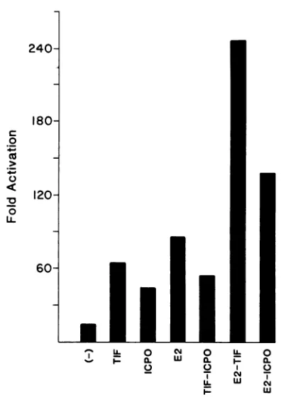 FIG. 5.placedpTKCAT.HSVstartsequencesmetallothioneinRelativetransfections Constructs used to test for TPA induction of HPV-18 and relative amount of TPA induction
