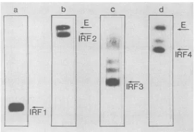 TABLE 2. Reactivity of MAbs with fragments of protein E