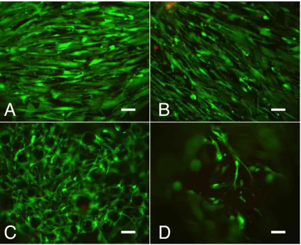Figure 2.3. Representative fluorescence microscopy (10X objective, scale bar=100µm) Live/Dead images of hASCs seeded on titanium discs after 8 days of culture (live= green, red= dead)