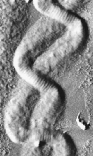 Figure 3.1. Image of two entangled collagen fibrils displaying a two-ply rope structure