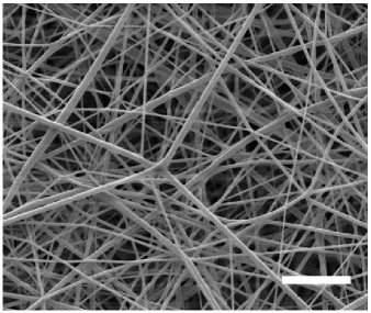 Figure 3.2. SEM image of an electrospun PLA fibrous mat. (Scale bar = 20 µm)  