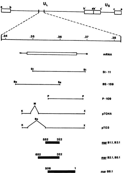TABLE 1. Marker rescue frequencies of gB mar mutantsa