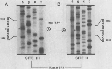 FIG. 4.annealedtemplate.indenaturingIIcircledmarsitesequencedRI mutation. press).  Sequence of R3 mar B4.1 with genomic viral DNA as a A 32P-end-labeled 16-base-pair oligonucleotide primer was to 1 ,ug of CsCl-purified revertant DNA template and essentiall