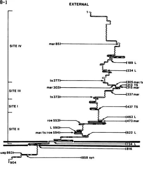 FIG. 6.andthatgenicareparameters(substitution,(-),insertionschematicstitutions.structure Predicted secondary structure of HSV-1 KOS-321 gB location of known mutations